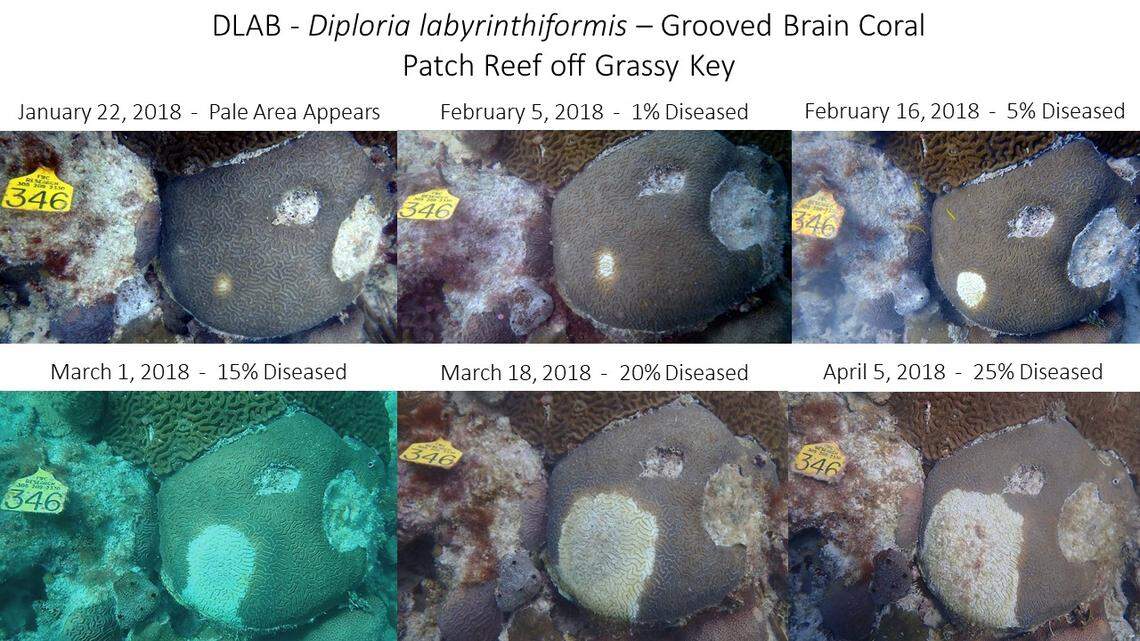 Coral researchers believe brain coral, like this off Grassy Key, are more susceptible to the disease.
