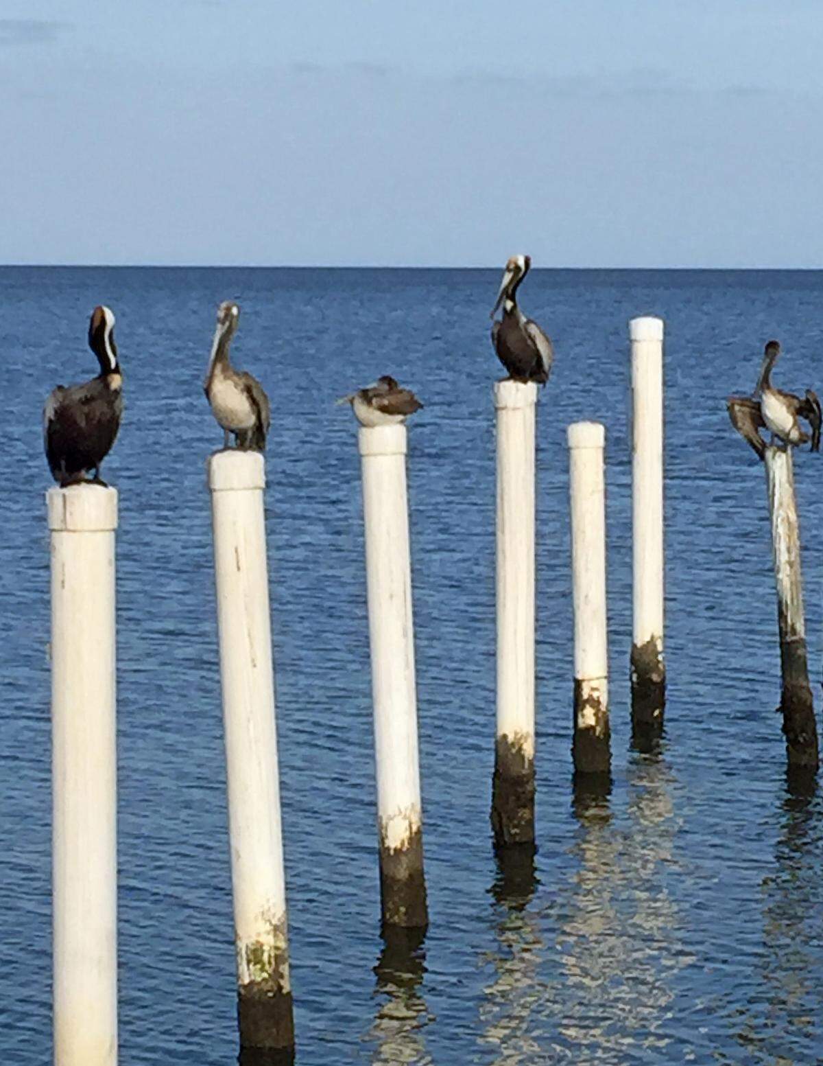 Pelicans sun themselves on pylons off Cedar Key.