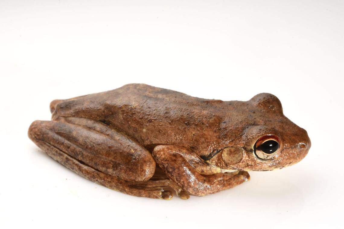 A Litoria ridibunda, or western laughing tree frog, with darker coloring.