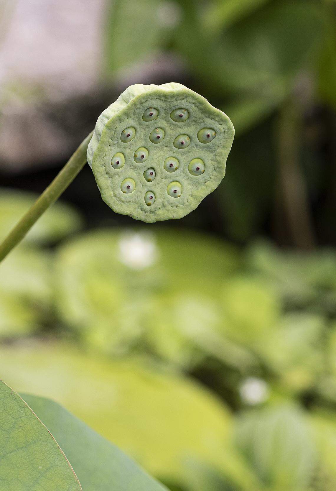 This cone-shaped structure is the fruit of the lotus. As it matures, it will turn brown, and seeds can be harvested for regrowing.