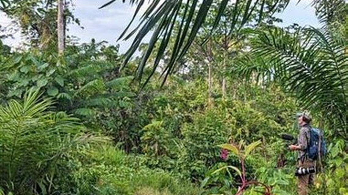 Researchers in the Democratic Republic of Congo discovered three new species of jumping spiders, according to a new study.