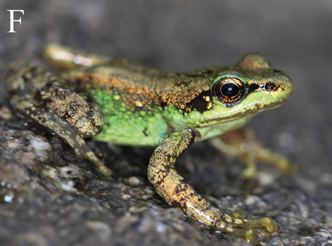 The frogs are brown and green on the flanks, or sides.