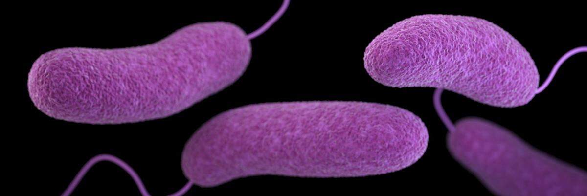 The vibrio species causing vibriosis.