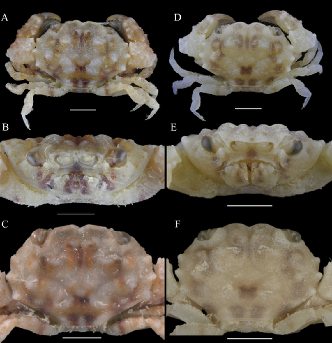The crab was named for a popular tile game and a popular video game.