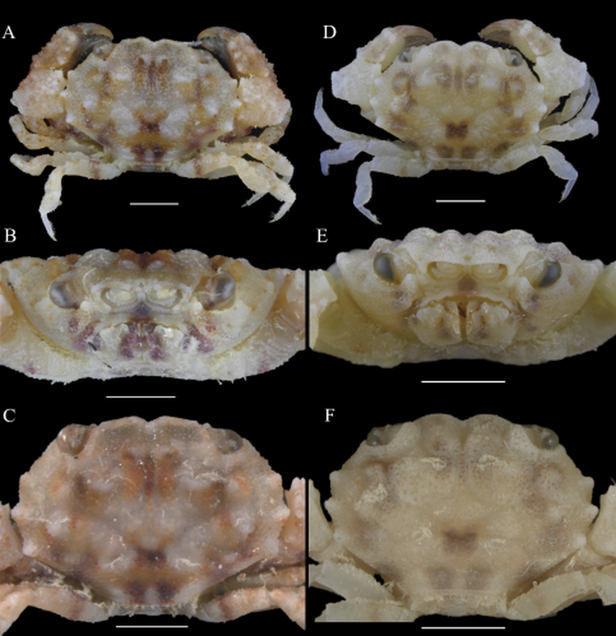 The crab was named for a popular tile game and a popular video game.