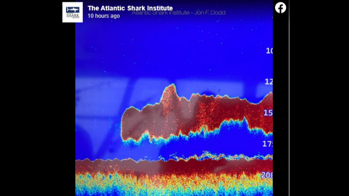 This is the image that showed up on a fish finder, showing what appeared to be a 50-foot long shark off New England.