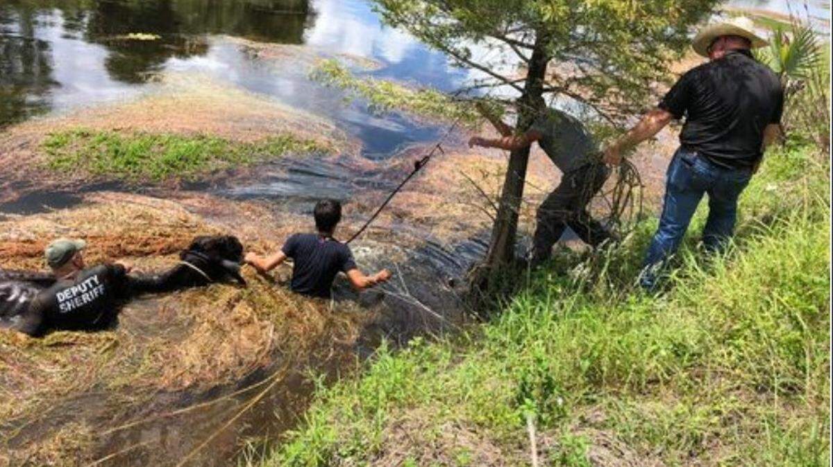 Cow rescue in Collier County
