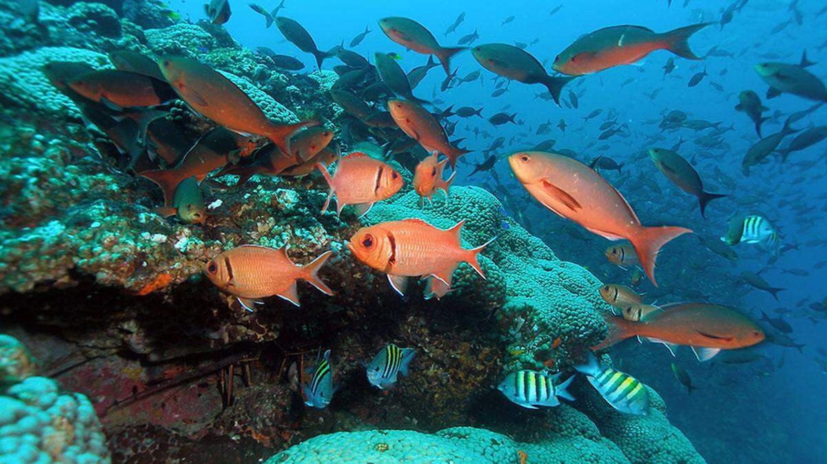 A NOAA-backed expedition in the Gulf of Mexico has been searching the seafloor off Texas, taking core samples in valleys buried 10,000 years ago. This photo is from Flower Garden Banks National Marine Sanctuary, 70 miles off Texas and Louisiana.