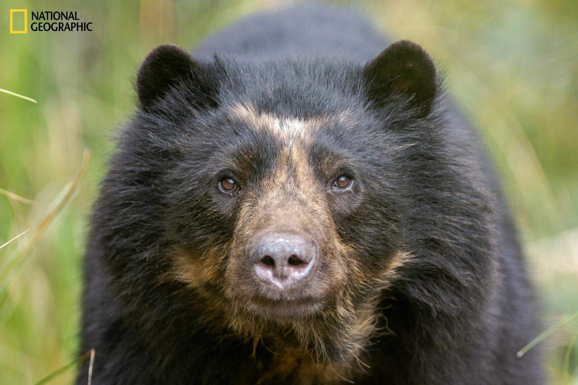 The bears showed never-before-recorded behaviors ranging from courtship to cannibalism.
