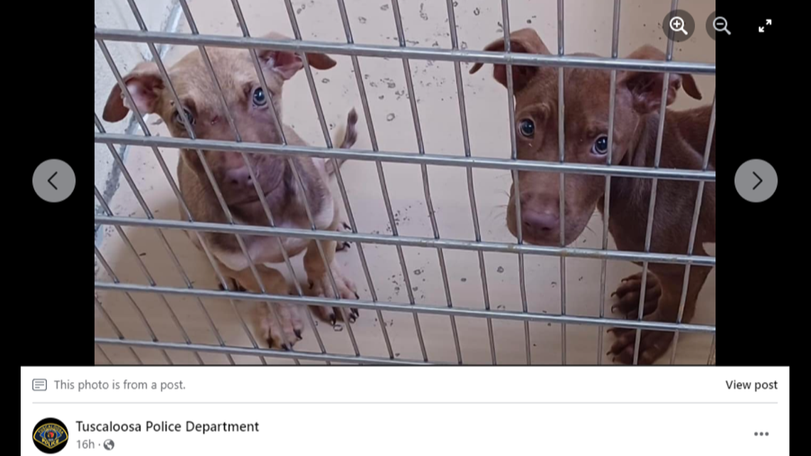 Two puppies are ready for their next chapter after being rescued, Alabama police said.