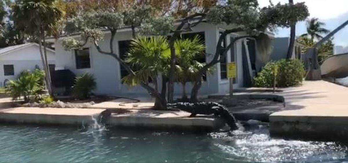 A video captured by a Florida Keys eco tour boat captain shows a large American crocodile confronting a smaller croc basking on a seawall behind a house in Islamorada. American crocs have become more numerous.