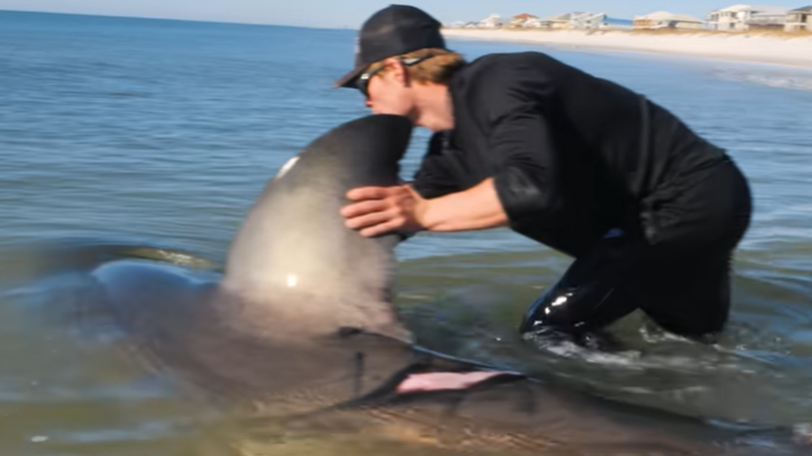 coastal worldwide great white shark catch