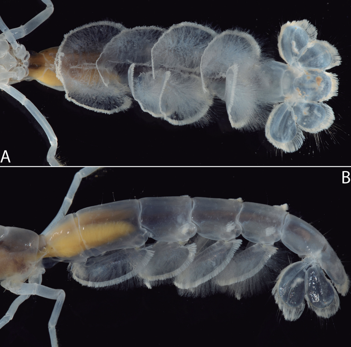 The hair-like structures on the back of the shrimp make it appear fluffy.