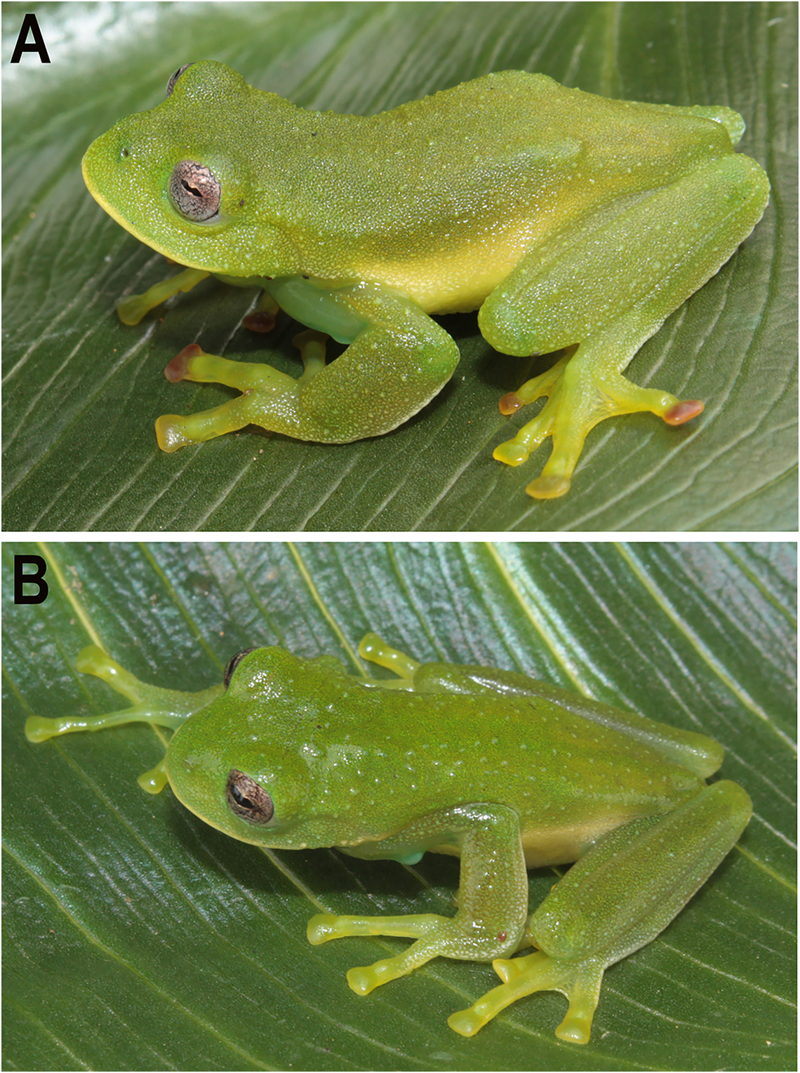The Campos’ glassfrog (top photo) and the Smith’s glassfrog (bottom photo) sitting on leaves.