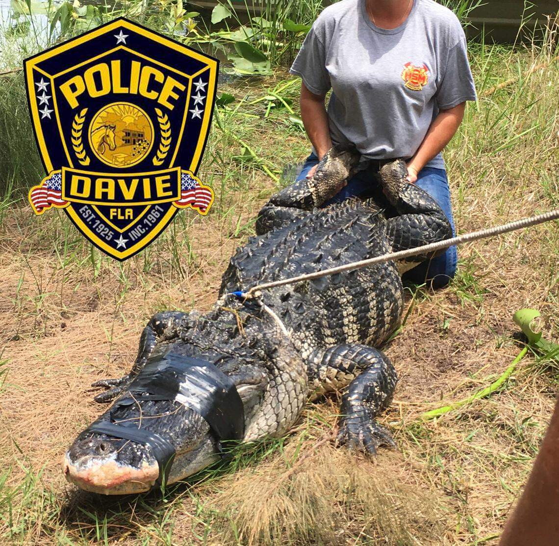 This is the alligator that was trapped at the incident in Davie. The alligator is believed to have dragged 47-year-old Shizuka Matsuki into a lake while she was walking her dogs Friday afternoon. They found body parts inside the reptile.