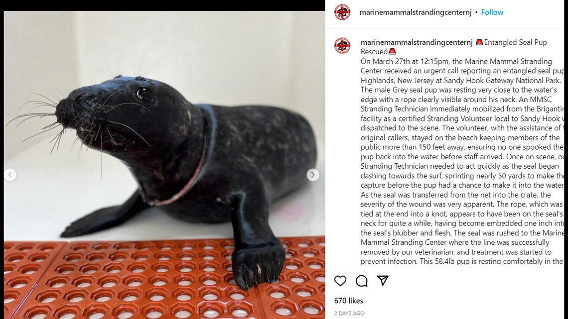 A seal pup with a plastic line tied around its neck that had become embedded in its skin was rescued at a New Jersey shore, according to a nonprofit. 