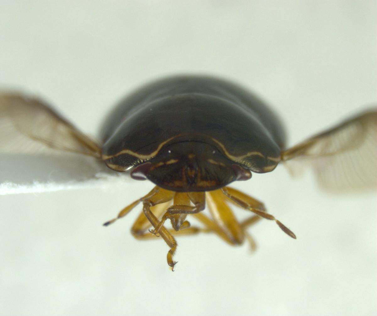 Brachyplatys subaeneus, the black bean bug, has characteristic yellow markings on the head.