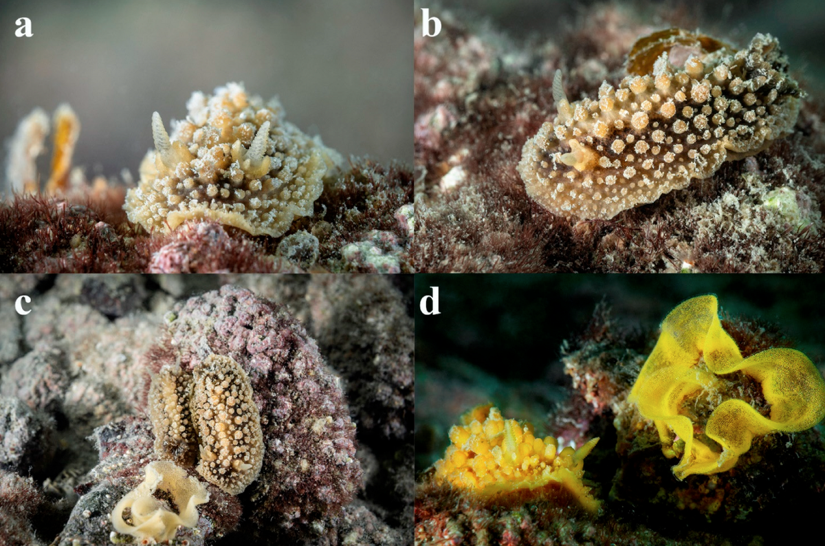 Doris verrucosa, or the warty dorid sea slug, is found throughout the Mediterranean Sea.