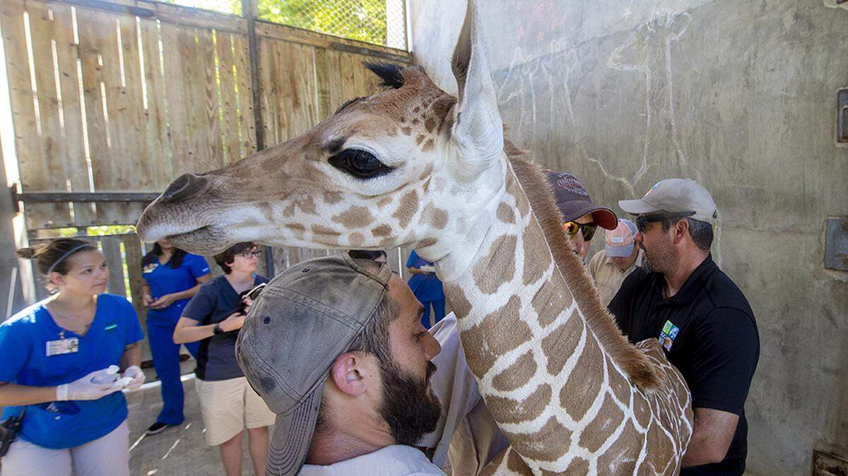 El personal del Zoo Miami atiende a Sabra, de 9 años. La jirafa del Zoo Miami dio a luz a su cuarta cr'ia el 22 de julio de 2019 en la atracción de Miami-Dade.