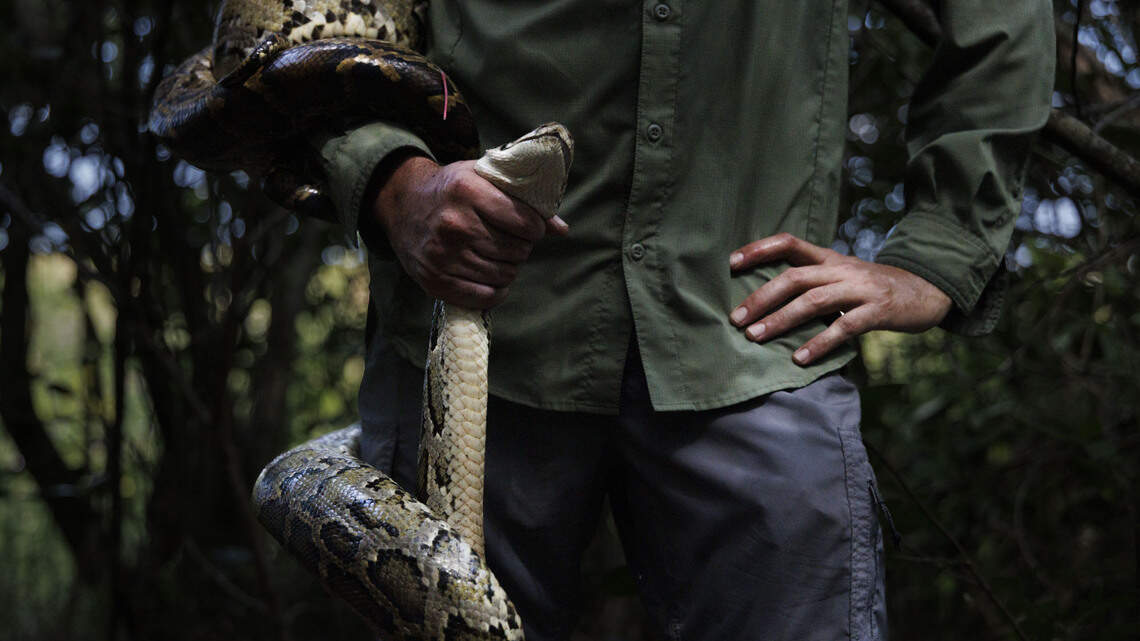 In Photos: Scientists snag Everglades python eggs for invasive species research