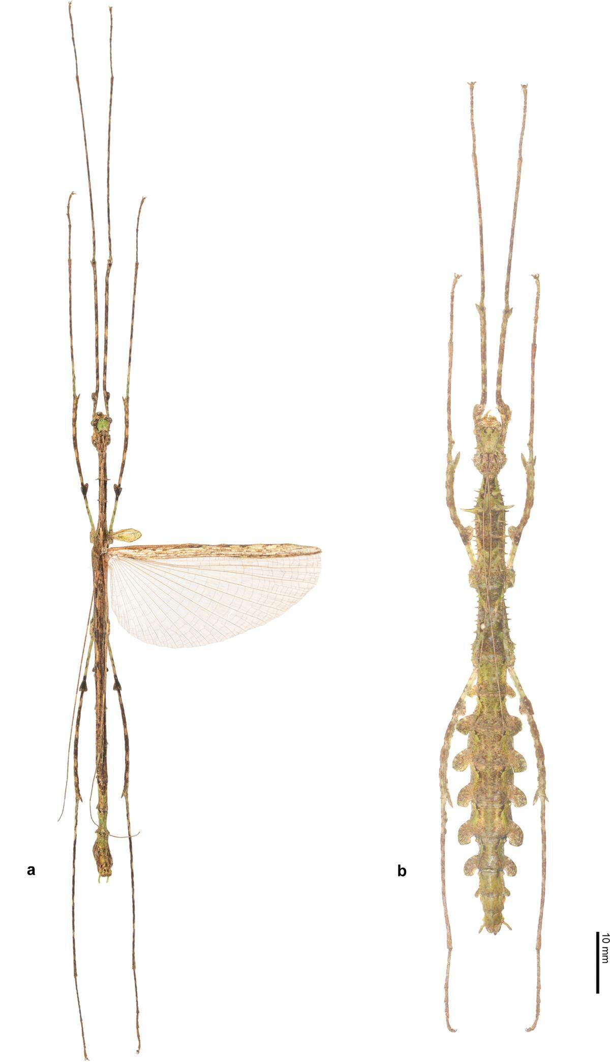 The stick bugs are medium-sized, and the males (left) and more slender than the females (right).