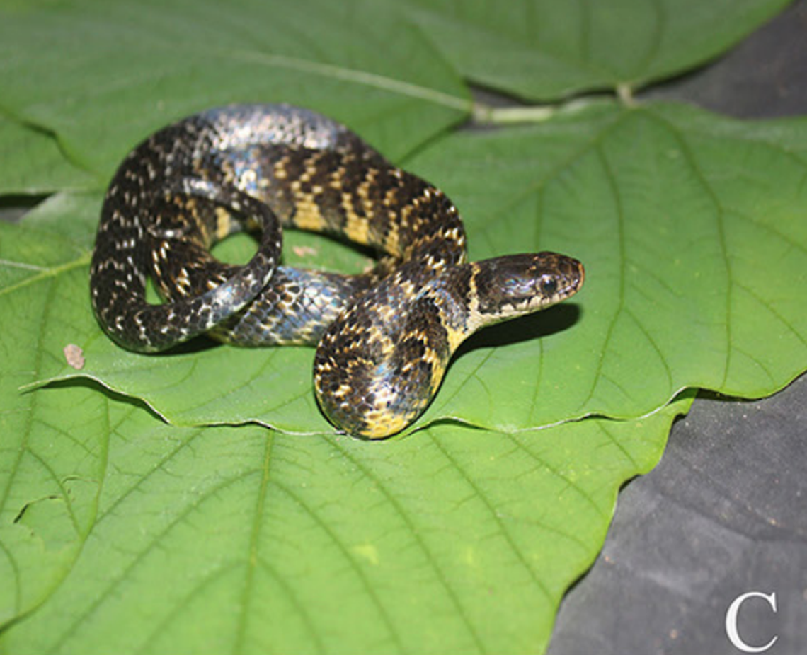 The snake has bands of yellowish-orange color.
