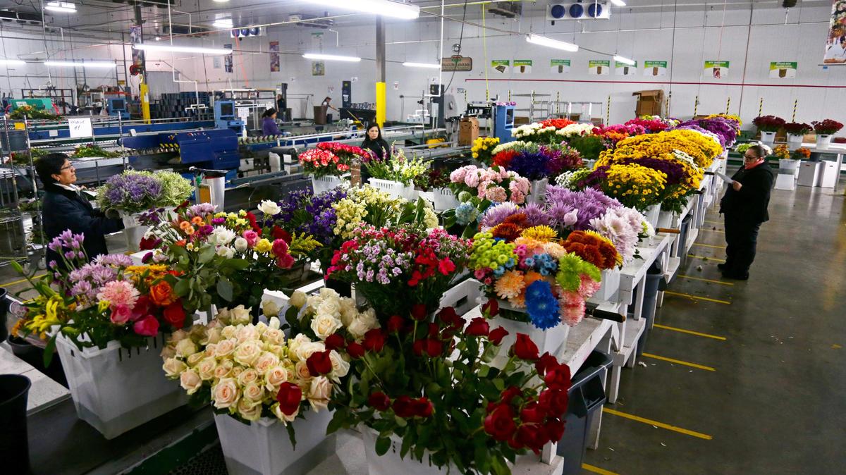 A general view of the products kept inside the cold storage facility building at Falcon Farms in Doral.
