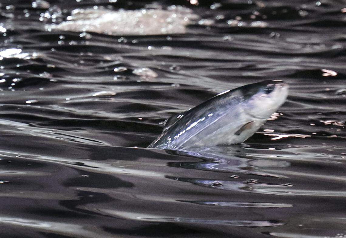 Grown salmon breaks the surface inside the 450,000 gallon tank at Atlantic Sapphire, one of the world’s largest land-based salmon farms, that is under development in the Homestead area where 2.5 million salmon have been born at the facility and will complete Phrase 1 in July, 2020.