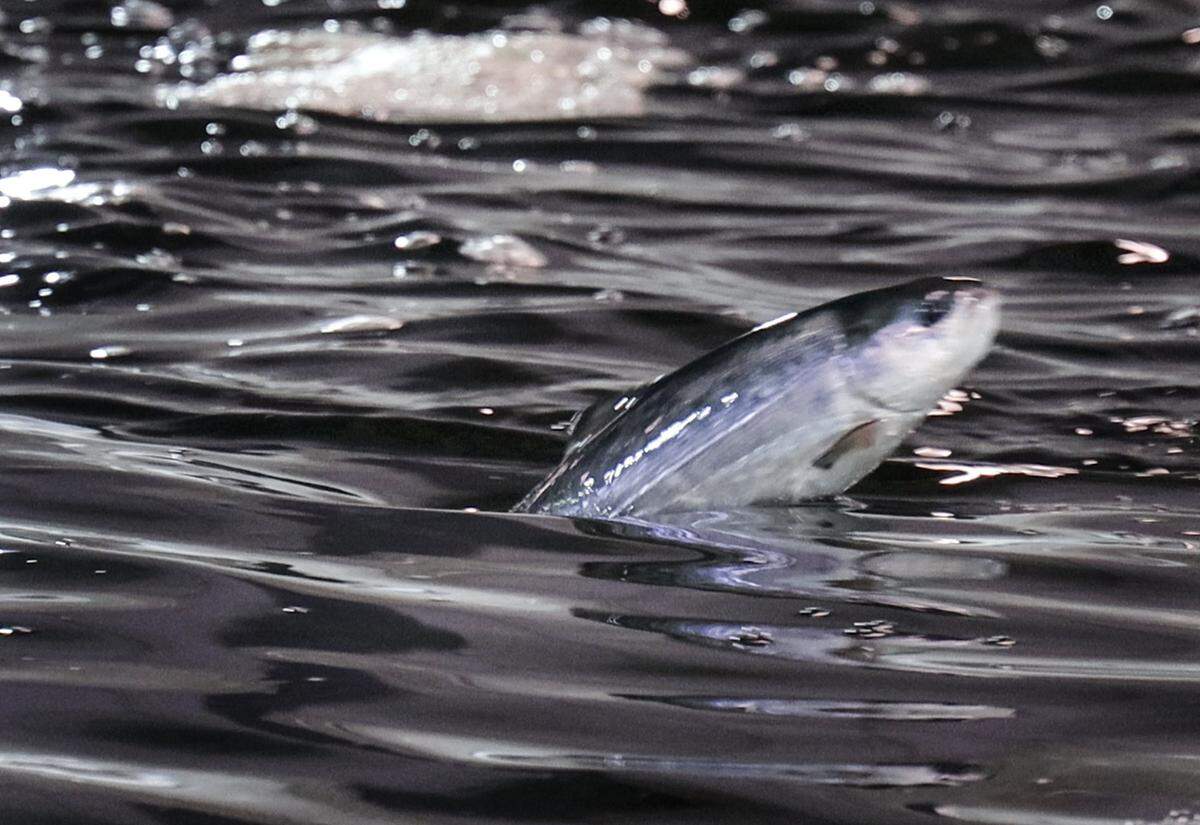 Grown salmon breaks the surface inside the 450,000 gallon tank at Atlantic Sapphire, one of the world’s largest land-based salmon farms, that is under development in the Homestead area where 2.5 million salmon have been born at the facility and will complete Phrase 1 in July, 2020.