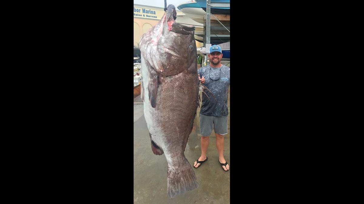 A 350 pound Warsaw grouper was reeled in on Dec. 29 off Southwest Florida in about 600 feet of water, the Florida Fish and Wildlife Conservation Commission said. It could be the oldest recorded Warsaw Grouper in the institute’s aging program.