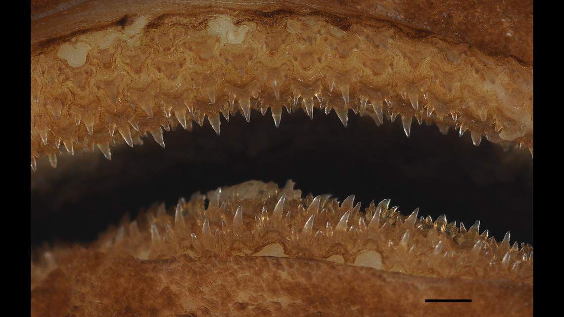 A close look at the teeth of Apristurus ovicorrugatus.