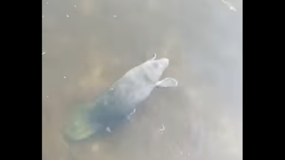A baby manatee was found swimming by herself in Walls Springs Park, Florida officials said.