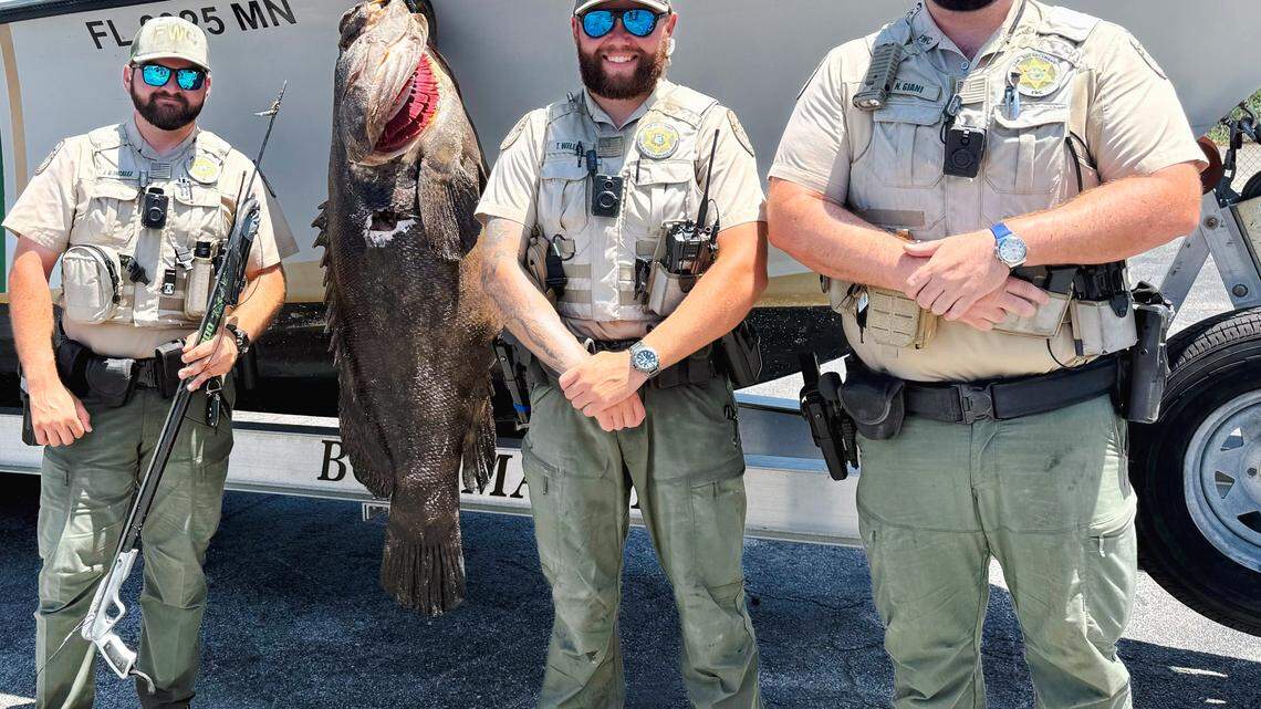 Florida Fish and Wildlife Conservation Commission officers stand next to a speared goliath grouper Monday, June 9, 2025. The FWC said a Pompano Beach man shot the fish and tried to conceal it from officers.