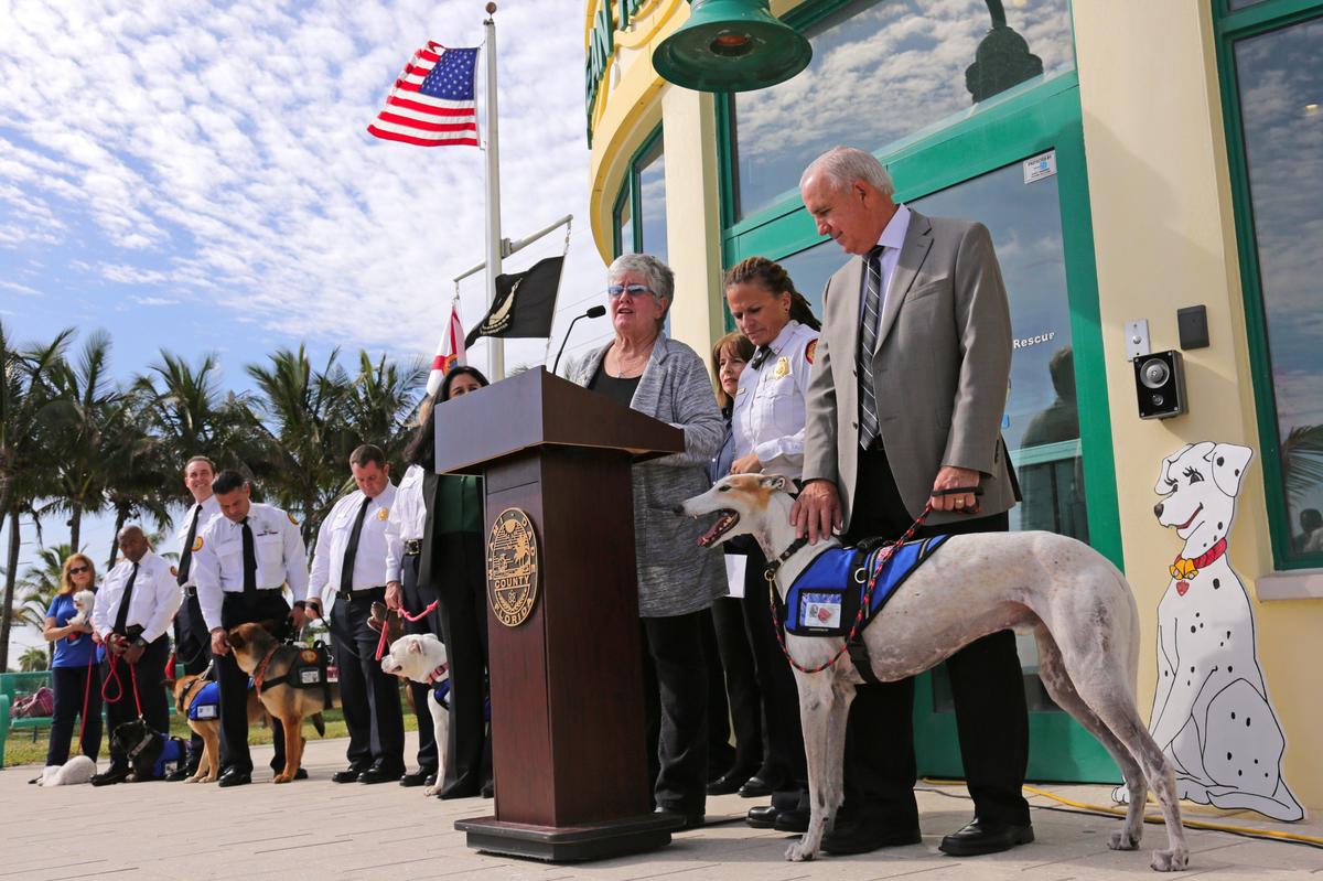 Miami-Dade Mayor Carlos Gimenez pets Charlie, a rescue Greyhound dog and ambassador of the Miami-Dade Fire Rescue Peer Support K9 Response Team, during a press conference at the MDFR Ocean Rescue Station in Haulover Park on Monday, November 18, 2019,