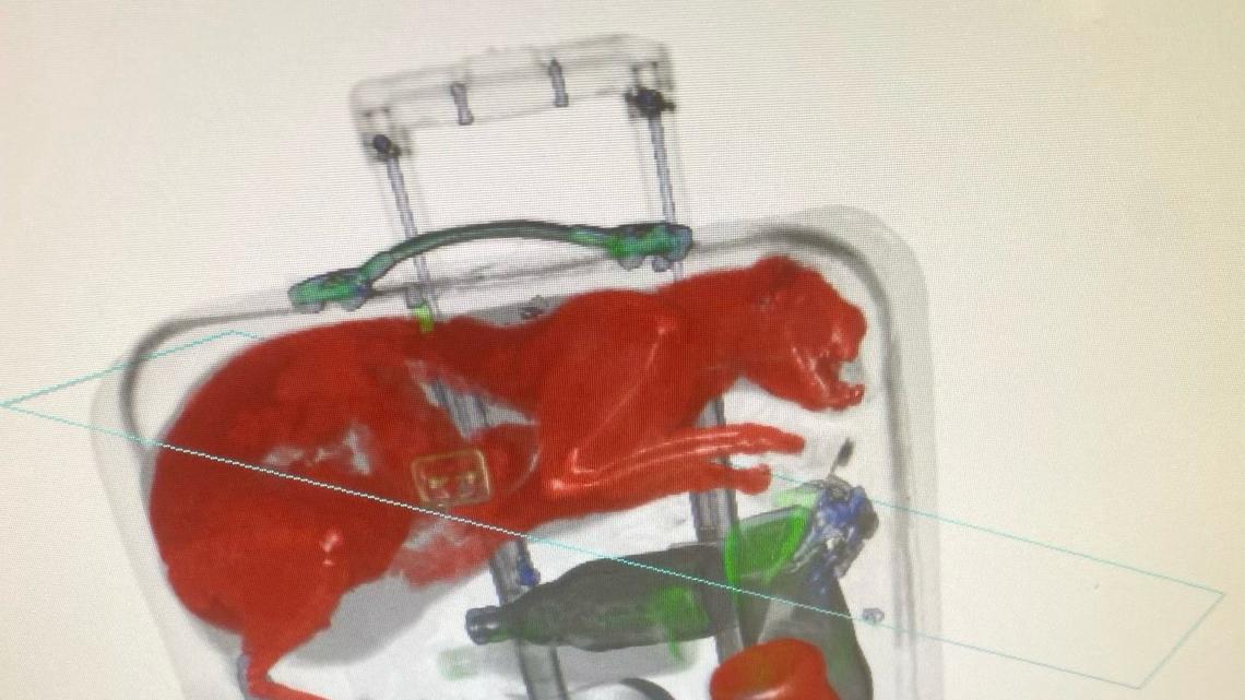 A TSA agent spotted a cat inside a checked bag at JFK airport.