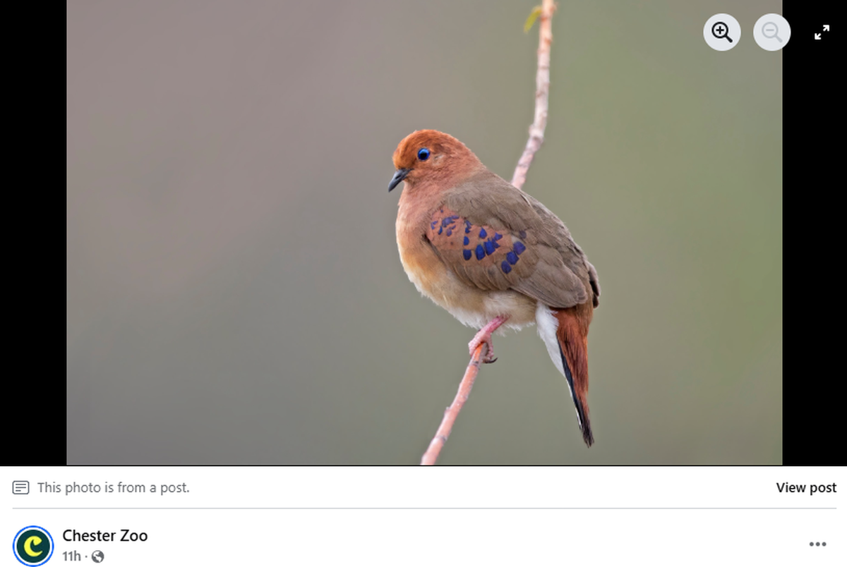 The birds are recognizable by their bright blue eyes.