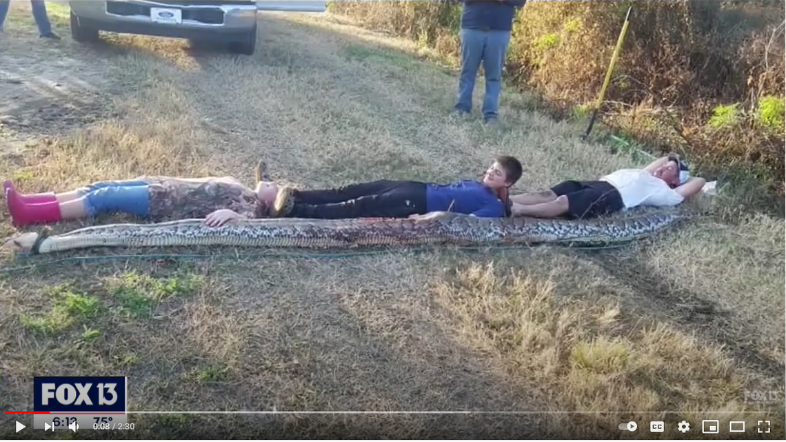 A family in Central Florida found a monster 16-foot, 4-inch invasive python in a culvert over the weekend.