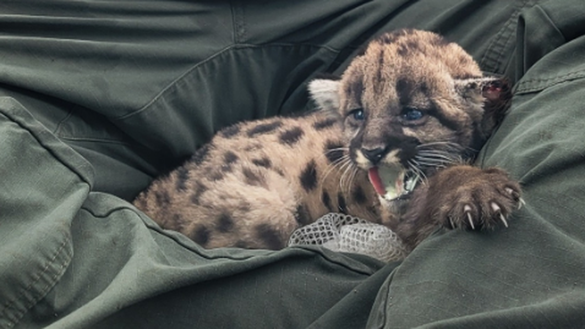 This Florida panther kitten received a microchip when researchers visited the family’s den in Hendry County, officials said. Two of the three kittens in the den were killed.