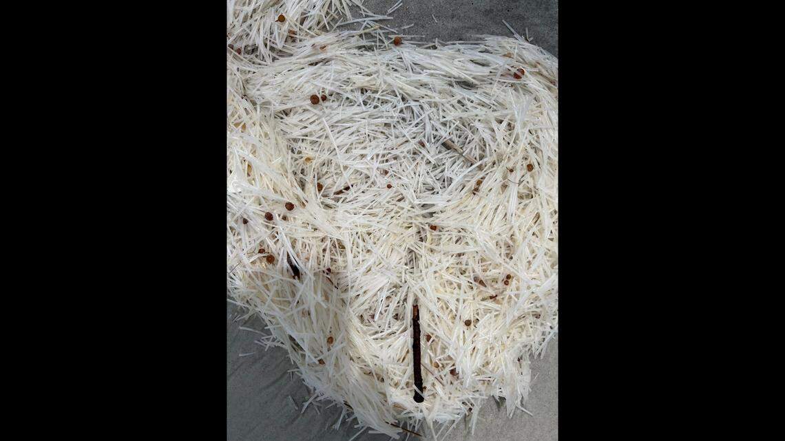 A mysterious white material resembling pasta washed up on Florida beaches and tests showed it is bleached sea grass, state says.