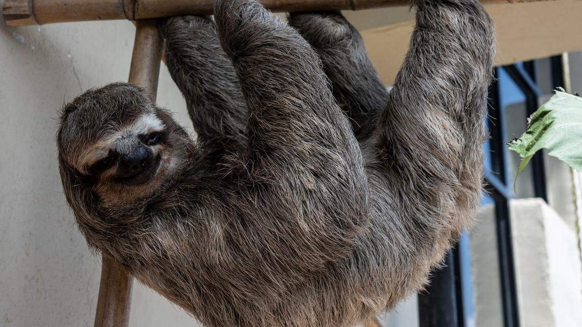 sloth chuwies sloth rescue center