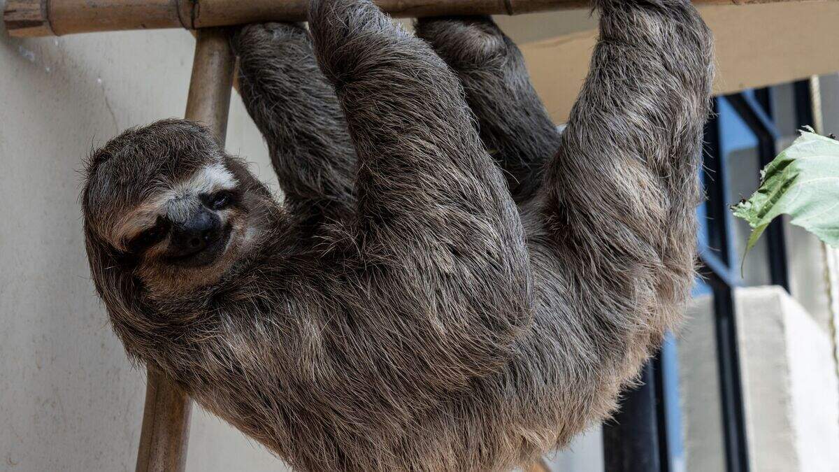 sloth chuwies sloth rescue center