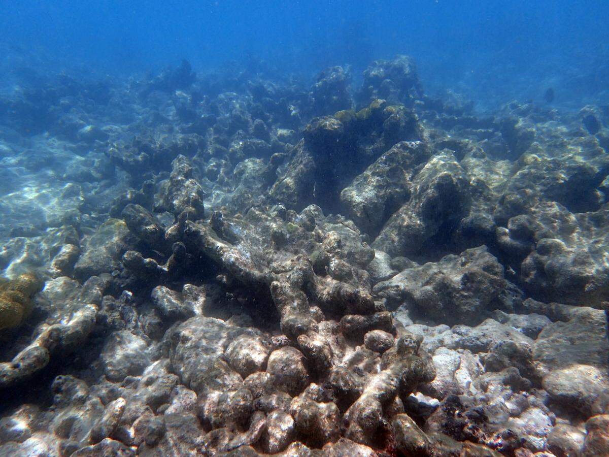 Eastern Dry Rocks, an iconic reef off Key West, is getting $5 million worth of restoration through a private-public foundation.