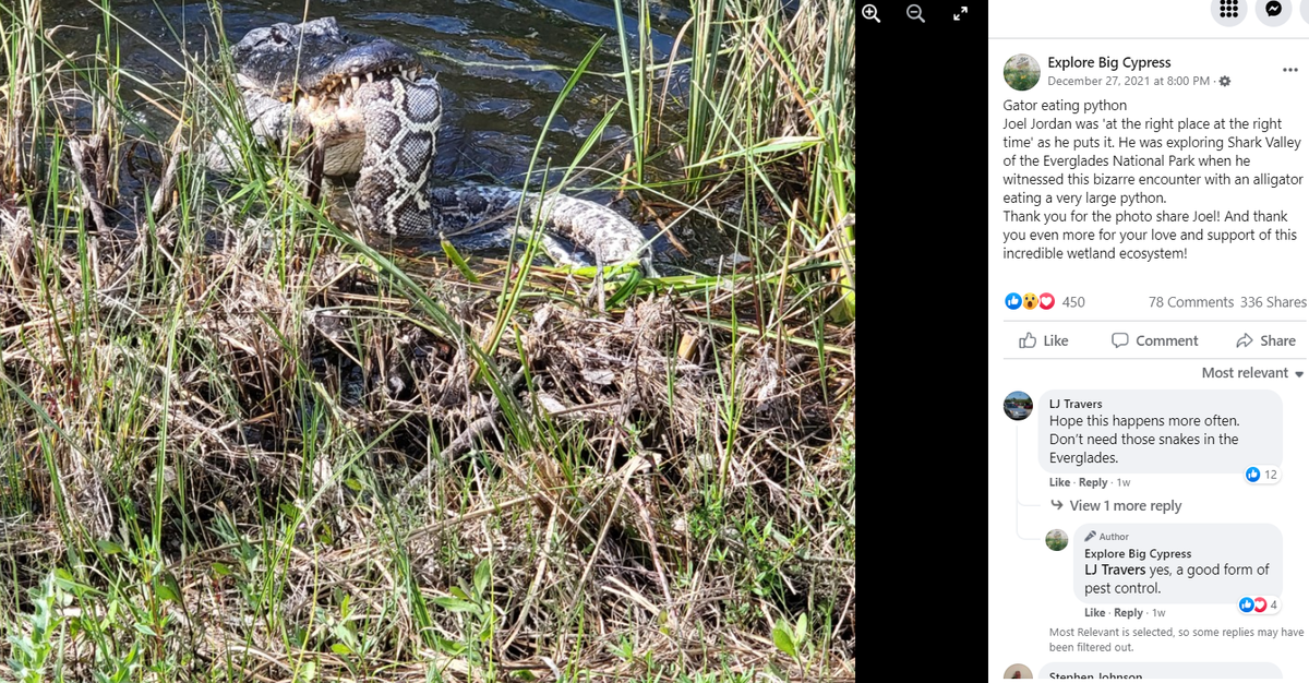 An alligator is being cheered on social media after it was photographed eating an invasive python in the Shark Valley area of the Everglades.