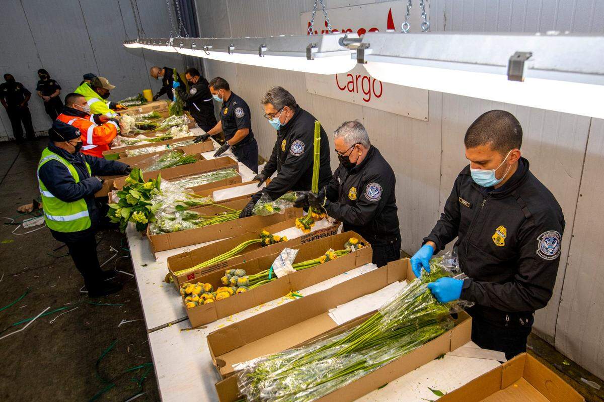 Especialistas en agricultura de Aduanas y Protección Fronteriza inspeccionan flores importadas de América Latina en el Aeropuerto Internacional de Miami el viernes. 11 de febrero de 2022. Las flores son una de las principales categorías de comercio en el aeropuerto.
