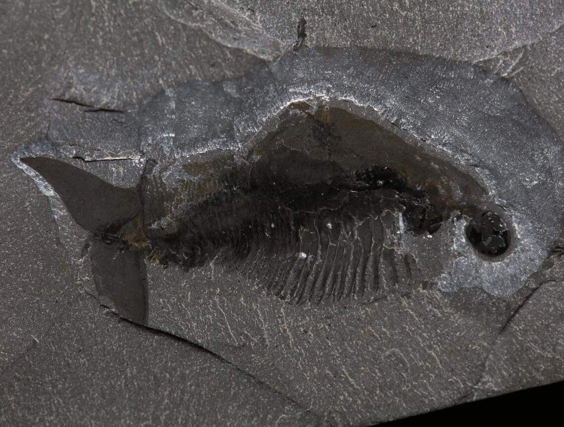 The creature lived during the Cambrian Explosion, about 500 million years ago, researchers said.