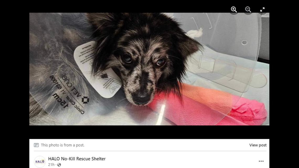 People considering getting a pet should include potential emergency surgeries in the cost of owning the animal, the rescue said.