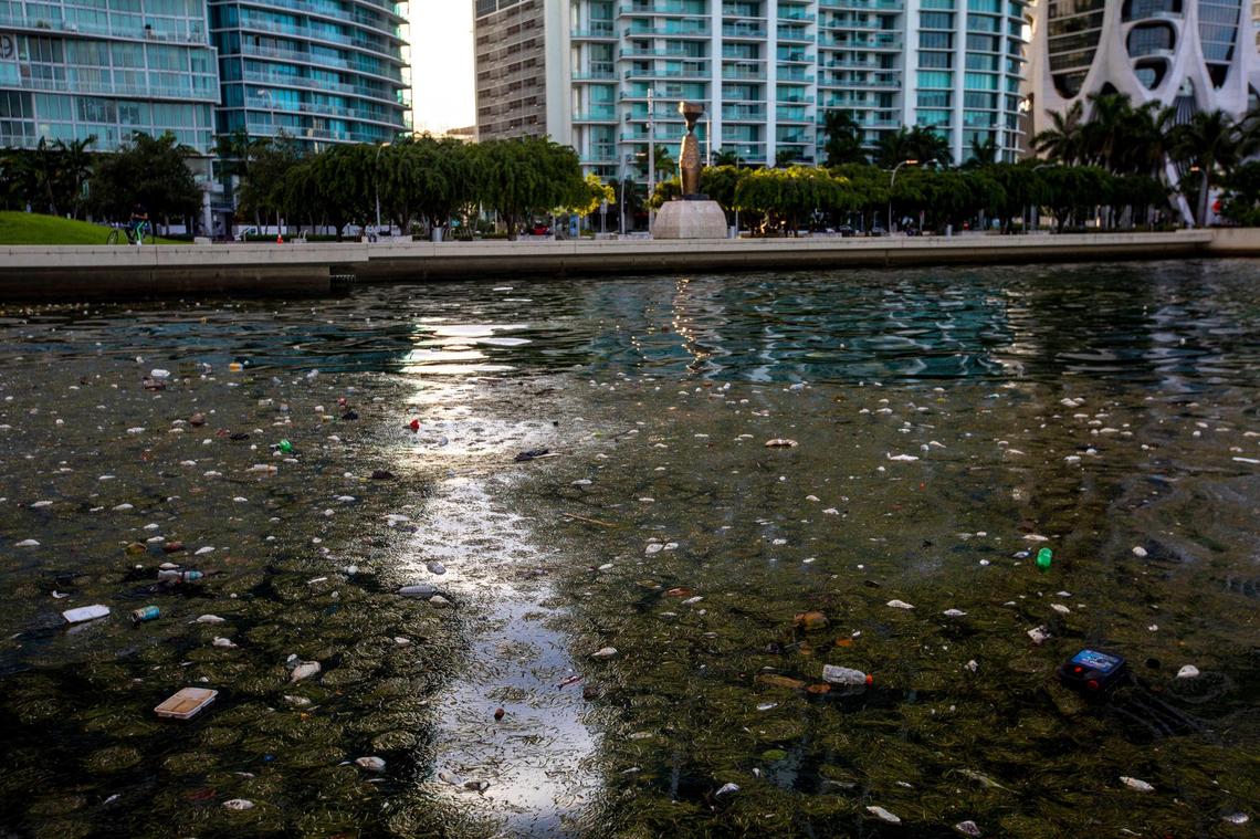 Trash and dead fish float on the surface of the water in Downtown Miami, Florida on Biscayne Bay on Wednesday, August 12, 2020.