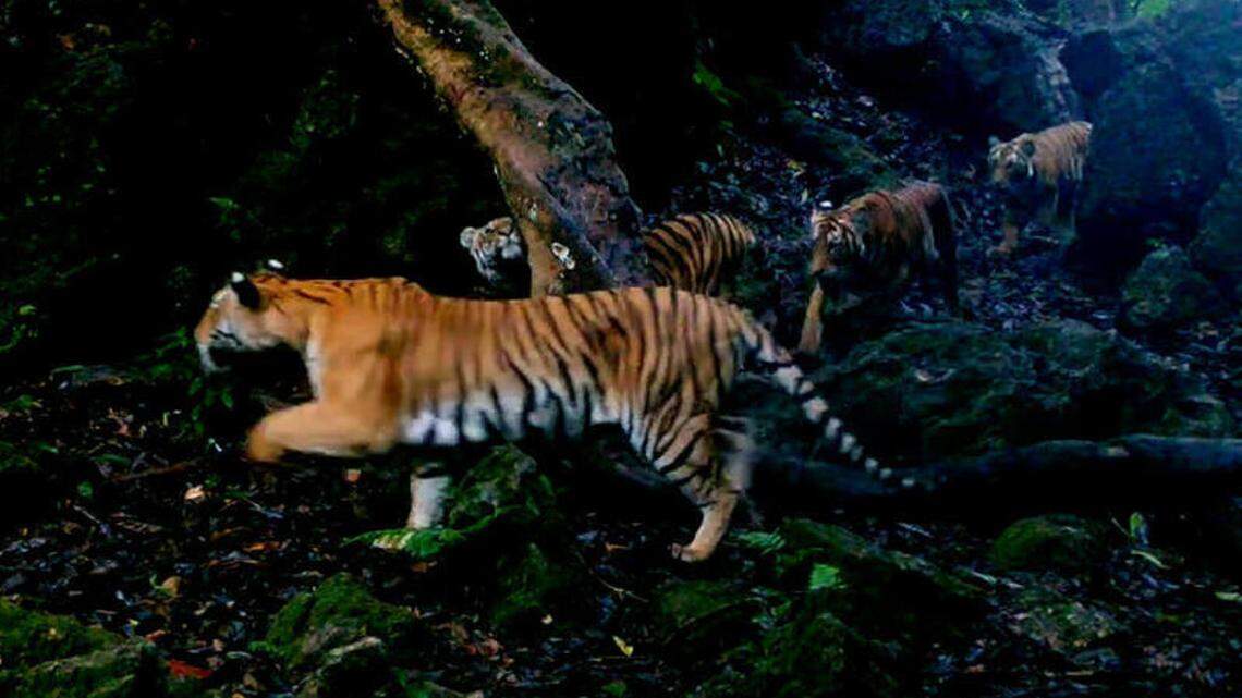 A trail camera at a Thailand park filmed a tigress walking through the rainforest with three cubs, wildlife officials said and video shows.