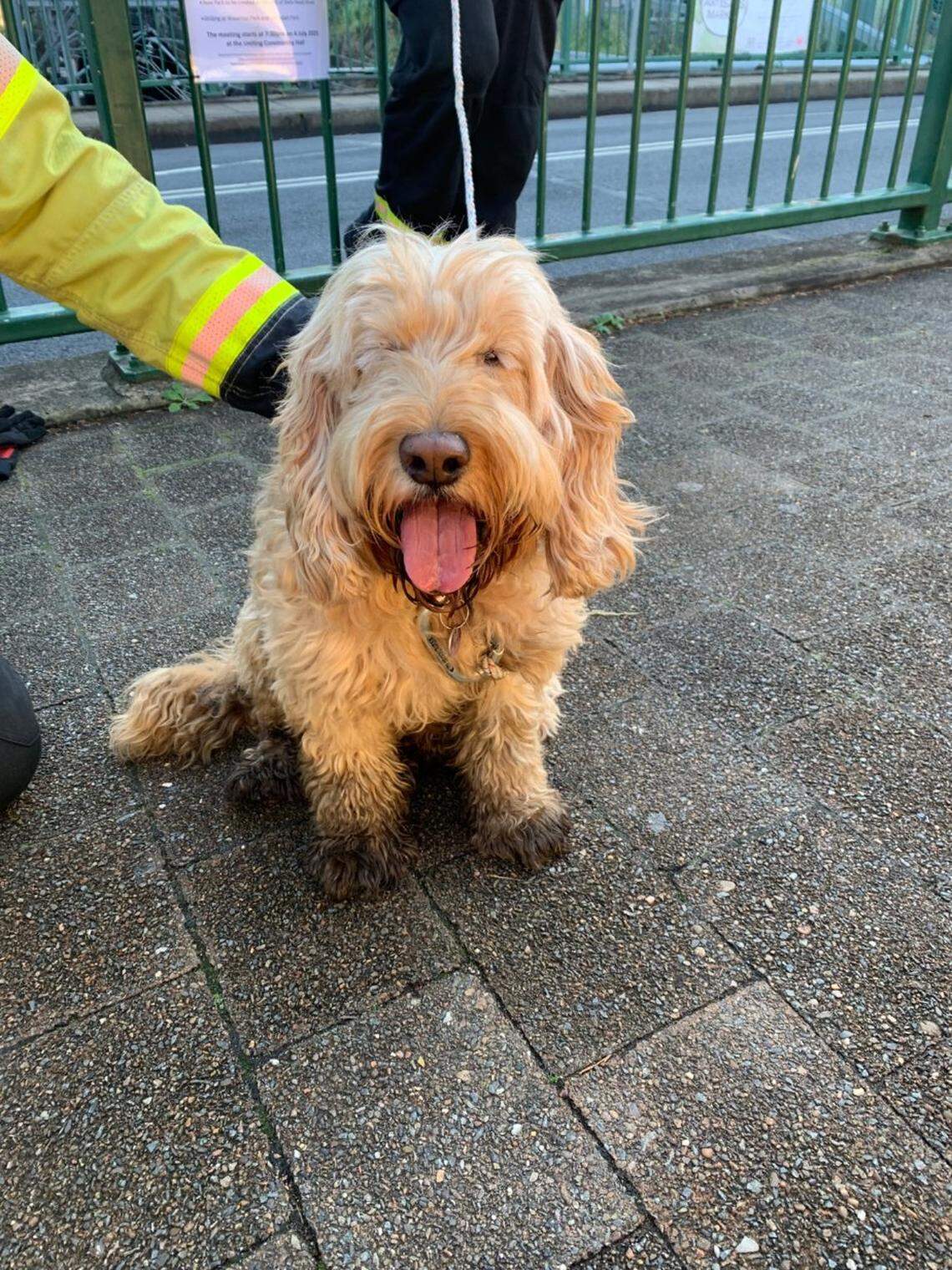 The adventurous dog, Heidi, after finishing her run.