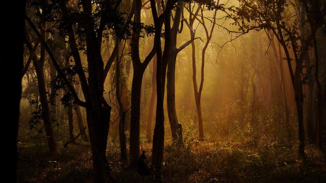 A rare Indian spotted chevrotain appeared on a trail camera at Kangar Valley National Park, video shows. Photo shows a representative forest.